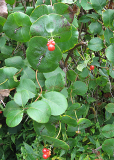 grape honeysuckle